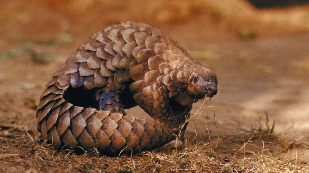 Pangolins - February 19