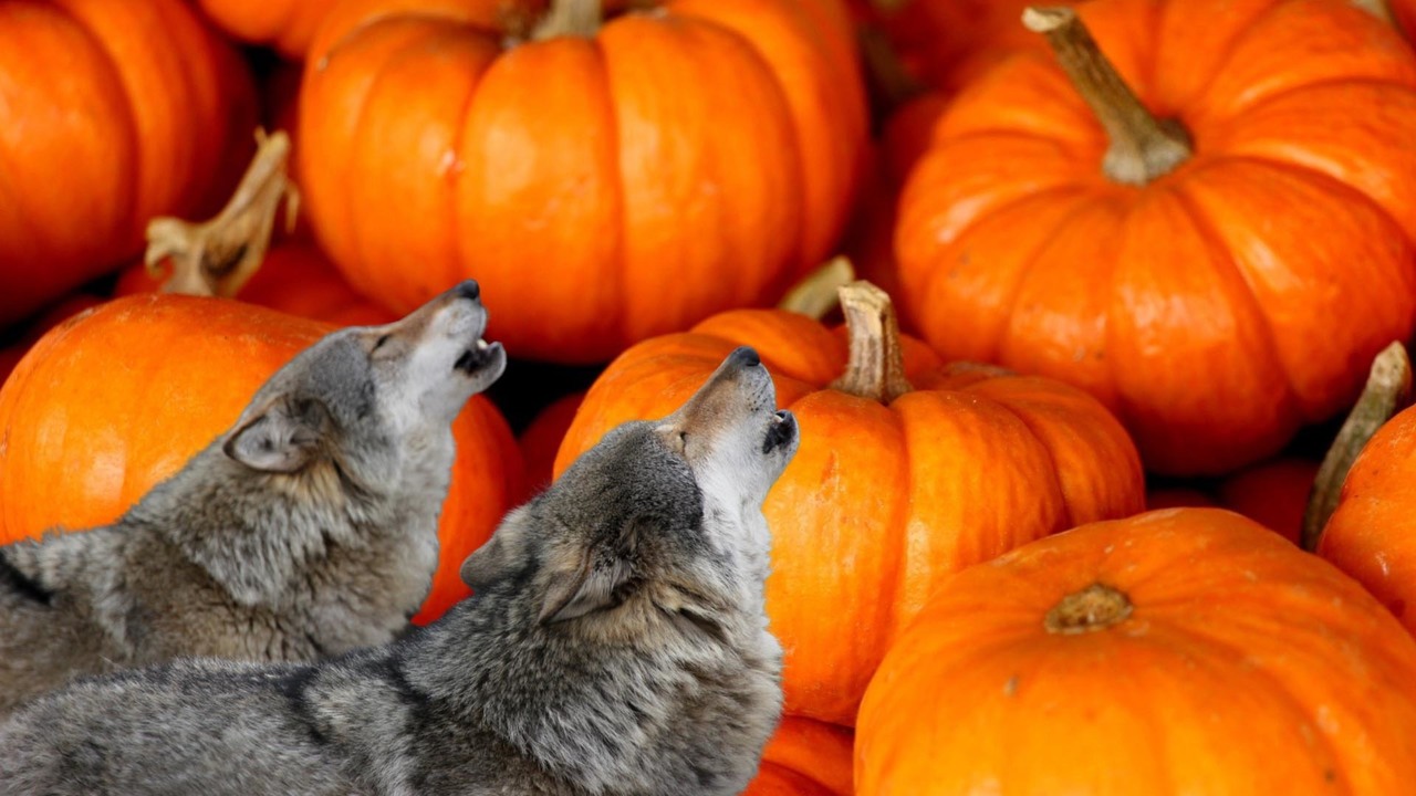 Pumpkins, Wolves, and the Erie Canal - October 26