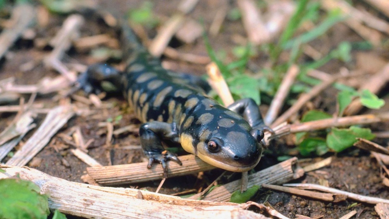 Salamanders and Gerrymandering