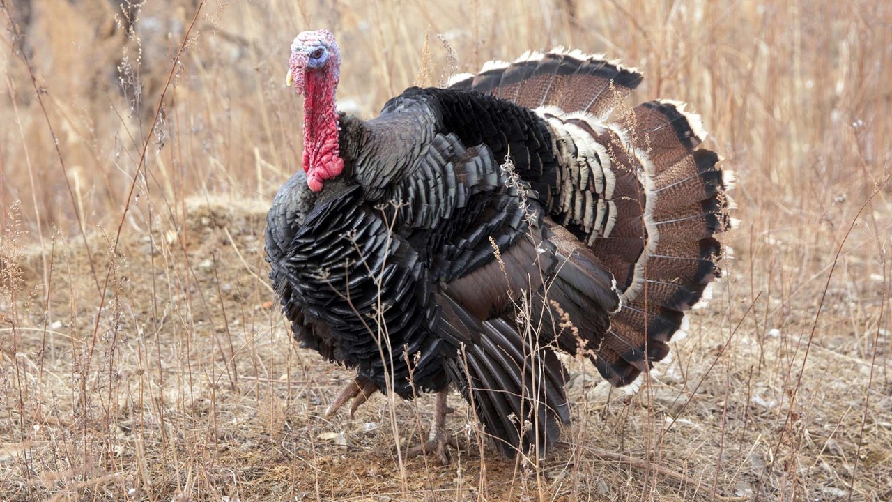 Thanksgiving and Turkeys - November 24