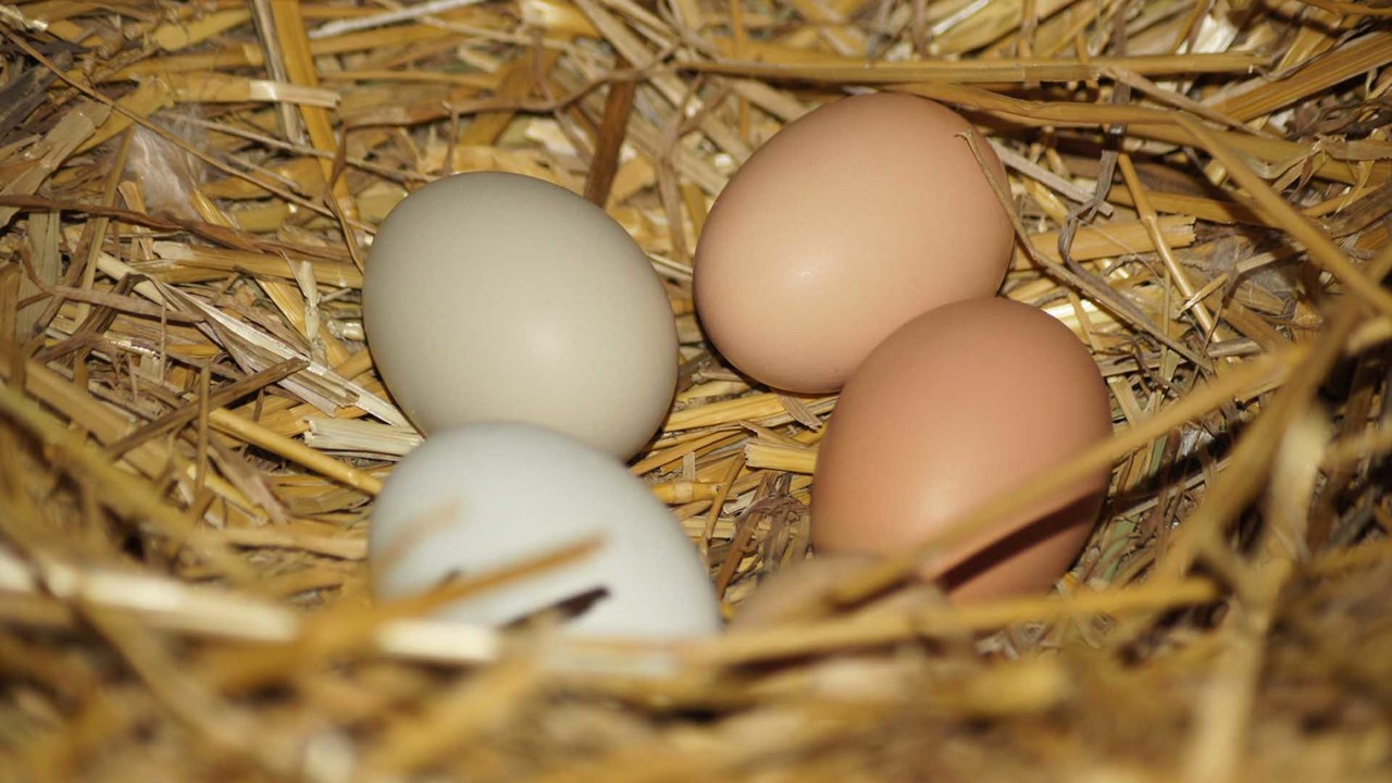 Eggs and Nanotechnology NHPBS Pressroom