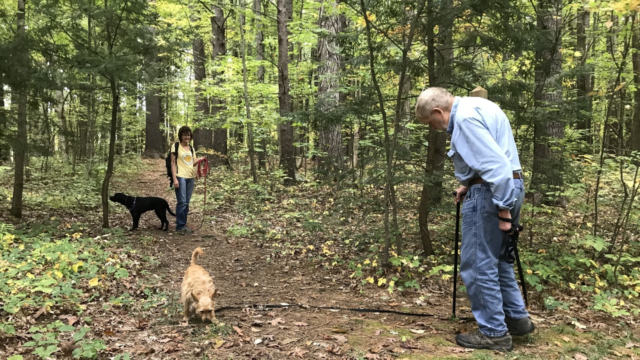can dogs go in state forests