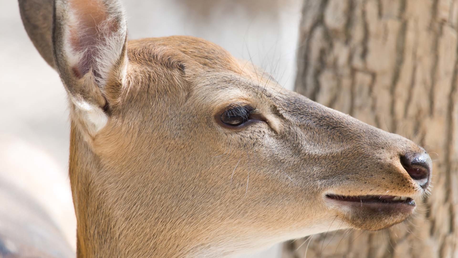 Deer And Lucy Stone