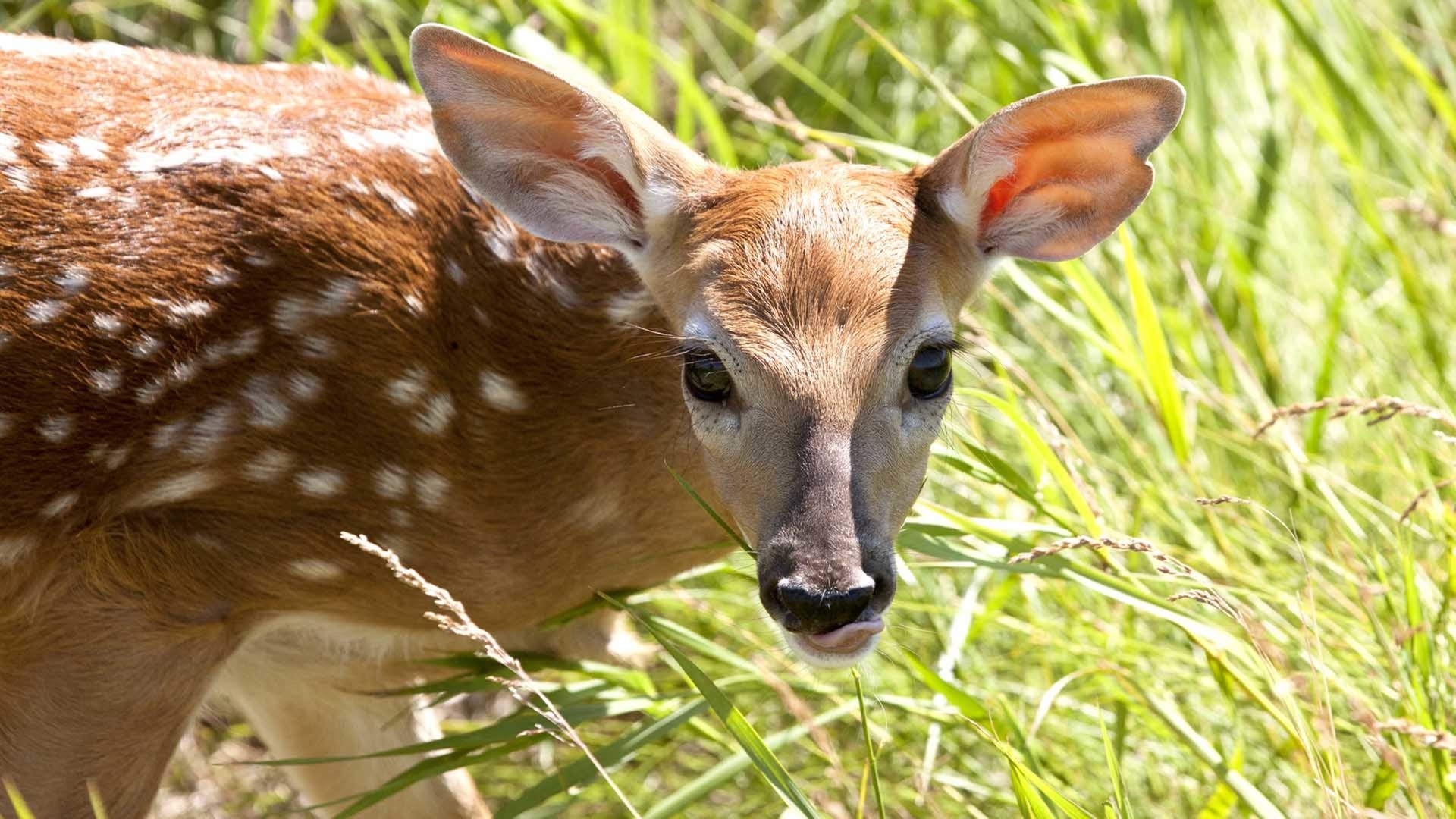 Deer Lucy Stone And Friday The 13th