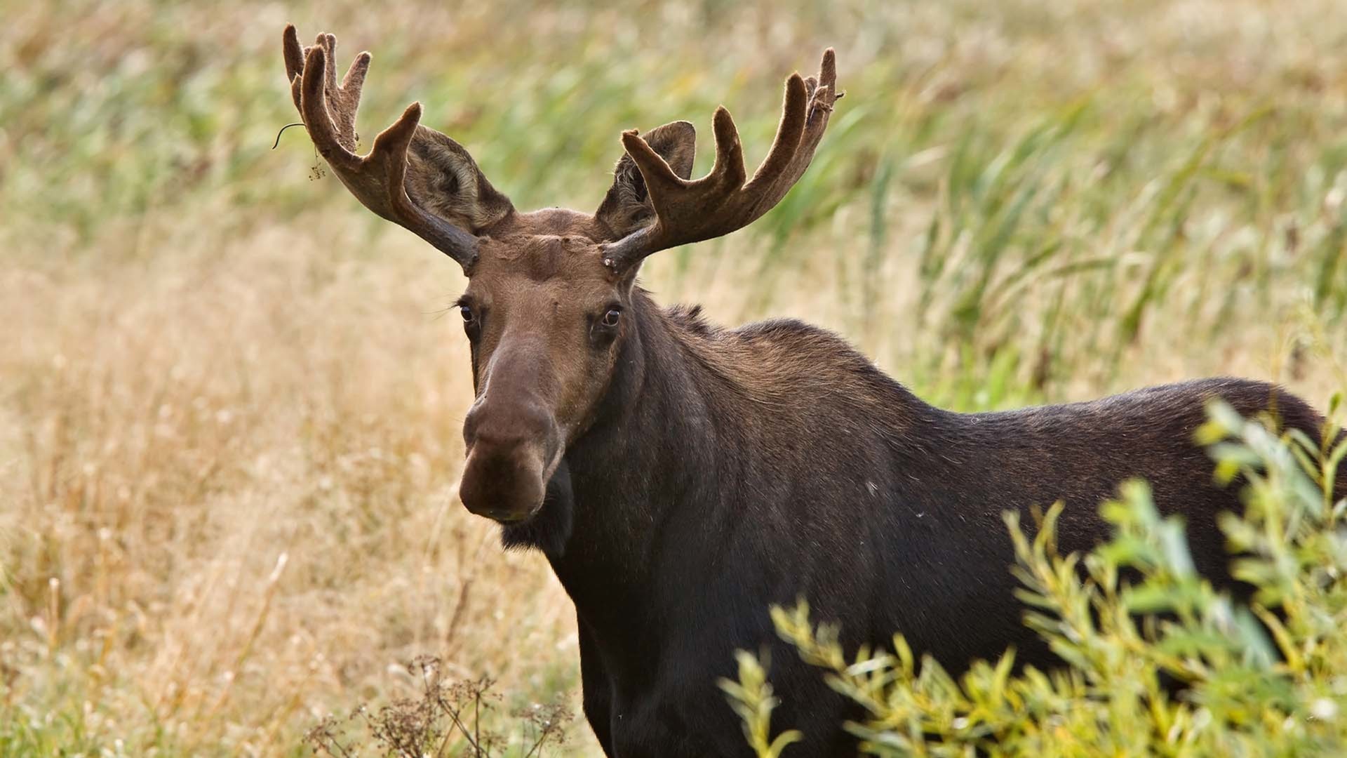 Moose and Squirrels NHPBS Pressroom