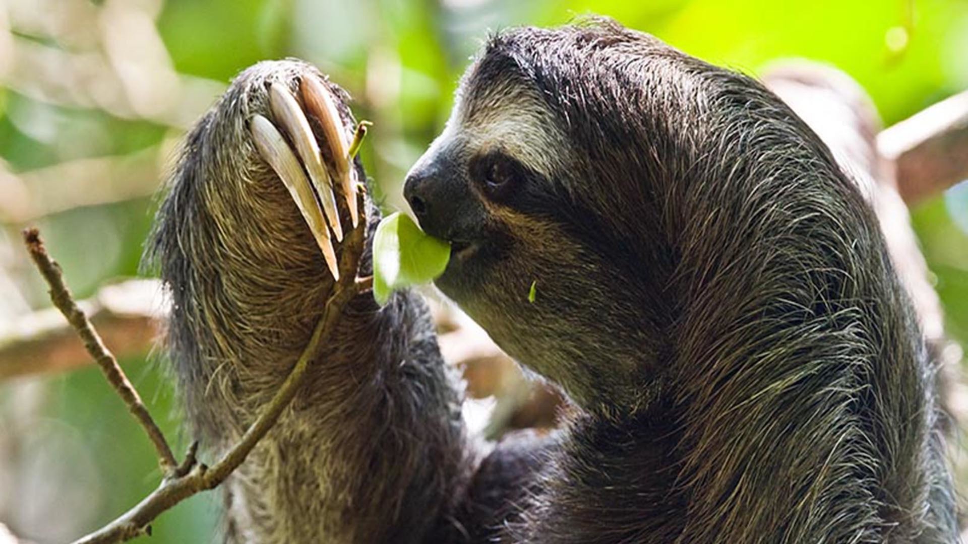Sloths, Hagfish, and Statistics - October 20 - NHPBS Pressroom