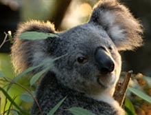 KOALA