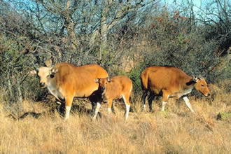 Bovidae - antelopes, cattle, gazelles, goats, sheep | Wildlife Journal  Junior