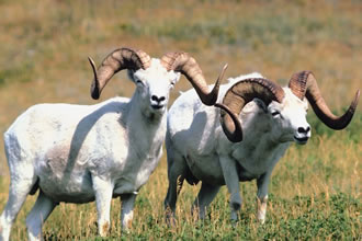 Bovidae - antelopes, cattle, gazelles, goats, sheep | Wildlife Journal  Junior