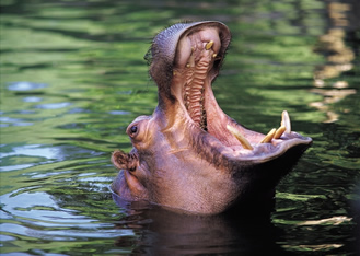 hippo predators