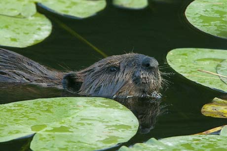 beaver