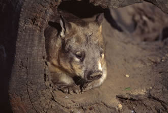 Vombatidae (wombats)