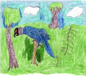 Forest Safari
