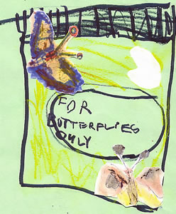 Nocturnal Butterfly