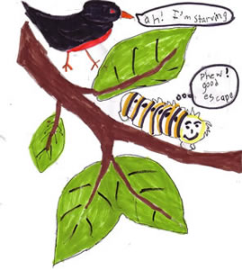 Quiz, the Curious Butterfly