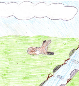 The Lucky Fox