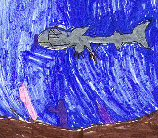 How Sharks Got Their Fins