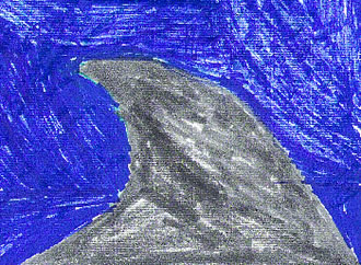 How Sharks Got Their Fins