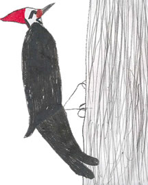 What Birds Tell Me