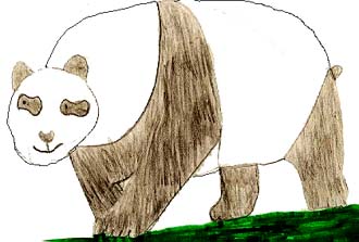 The Panda