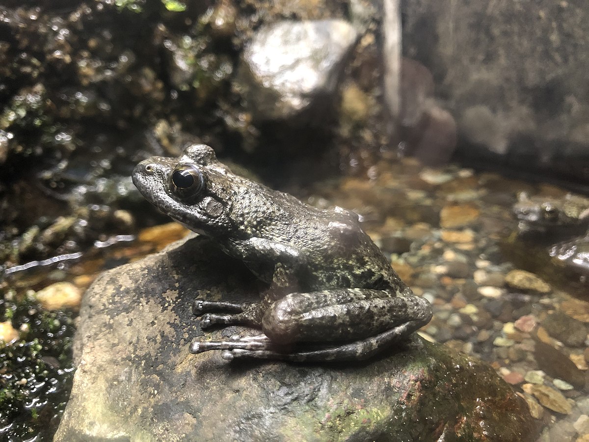 Rhacophoridae - Shrub Frogs | Wildlife Journal Junior