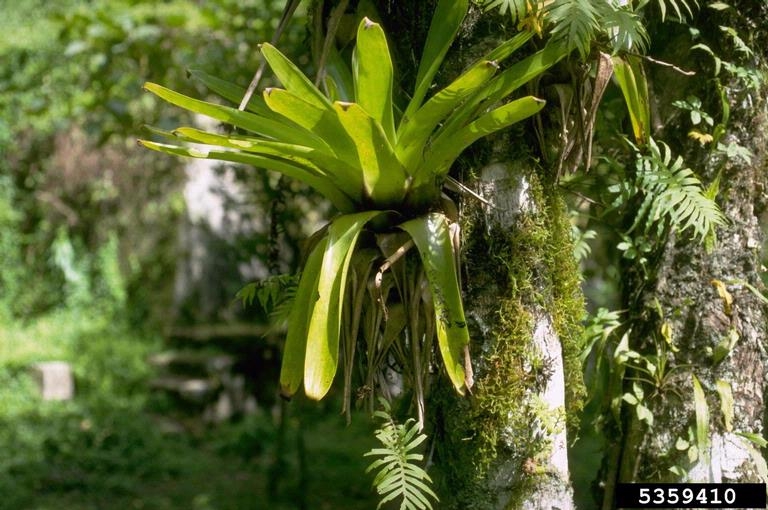 names of the tropical rainforest plants