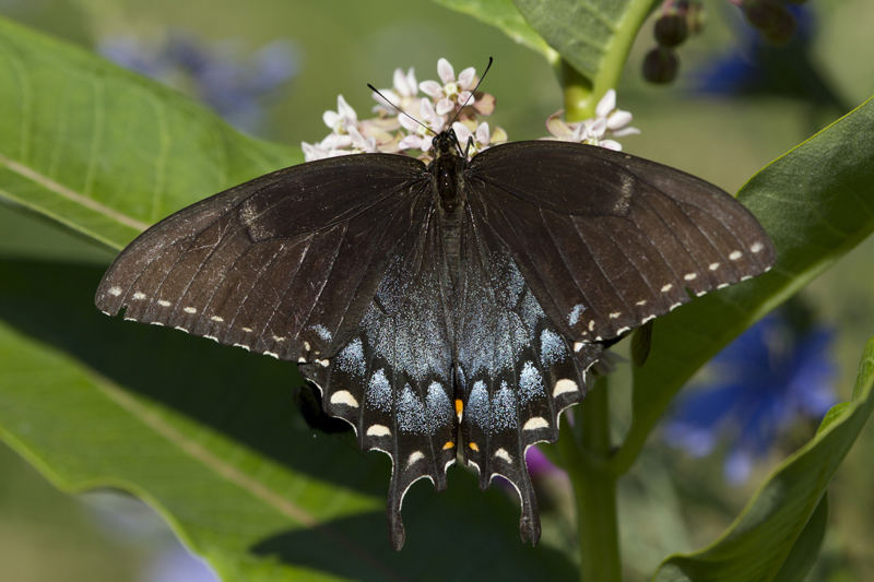 Eastern tiger swallowtail butterfly (Papilio glaucus)