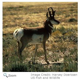 Pronghorn - Antilocapra americana - NatureWorks