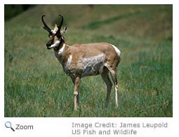 Pronghorn  North America s Unique Antelope