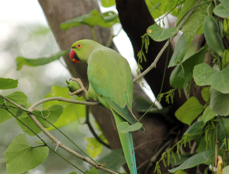 Psittaciformes - Parrots, Parakeets, Macaws, Cockatoos Photo Gallery ...