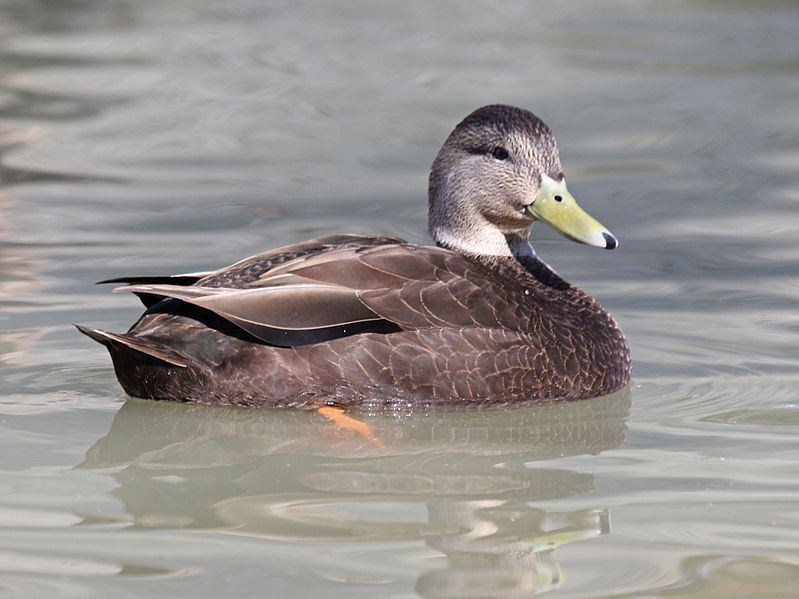 black duck for wife