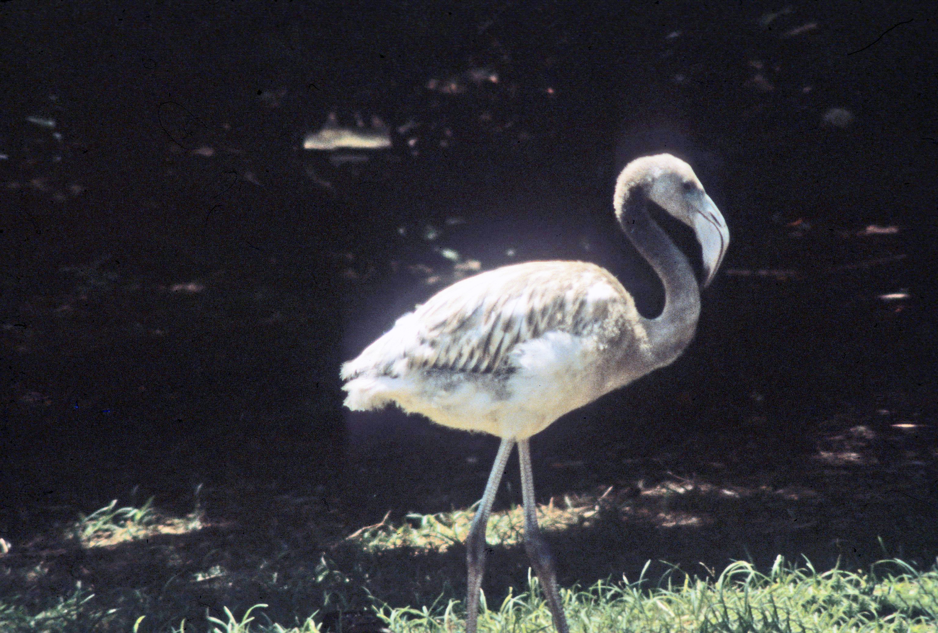 american flamingo color