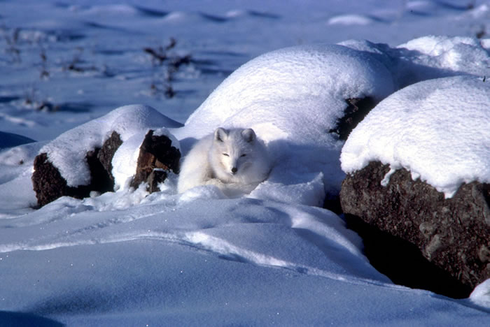 arctic fox habitat drawings