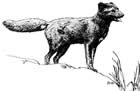 arctic Fox