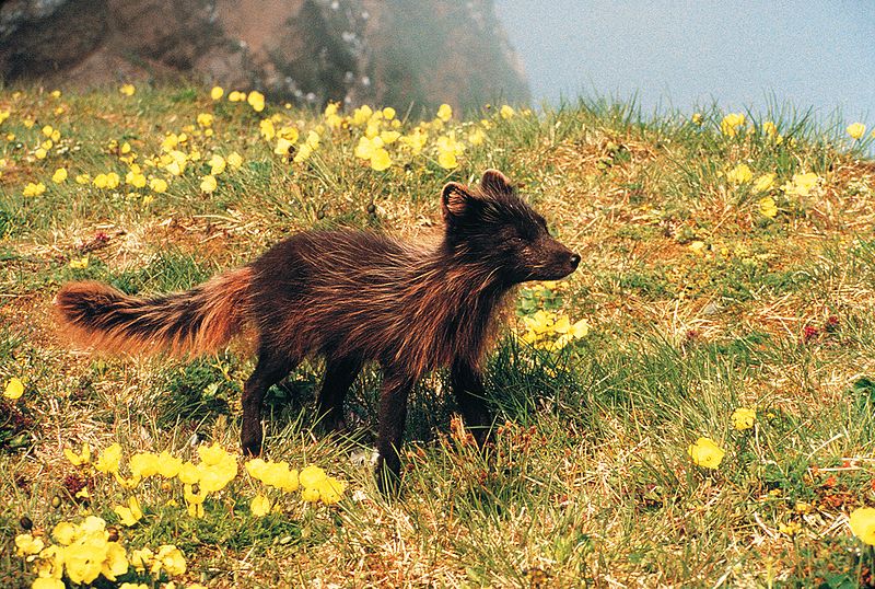 Arctic Foxes: Constant Gardeners of the Arctic