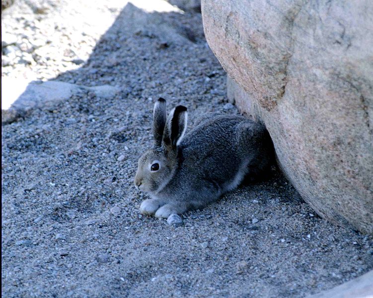 Arctic Hare - Lepus arcticus - NatureWorks