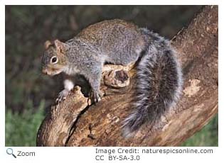 Arizona Gray Squirrel