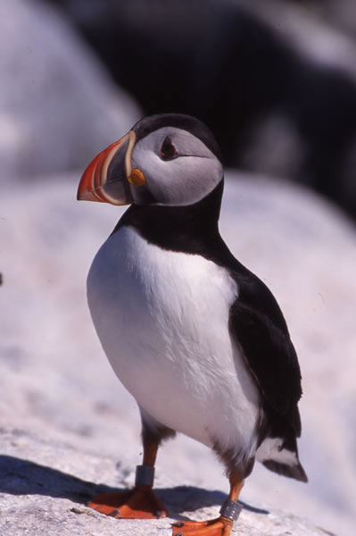 Atlantic Puffin - Fratercula arctica - Birds of the World