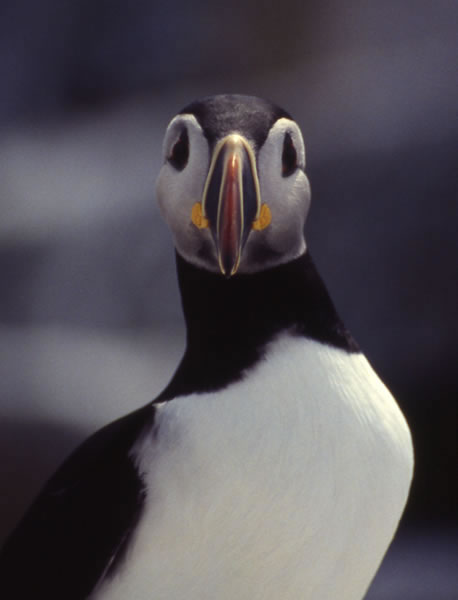 Atlantic Puffin - Fratercula arctica - Birds of the World