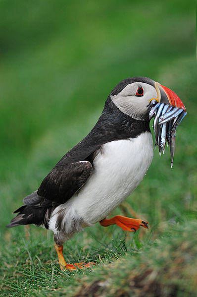 Atlantic puffin - Wikipedia