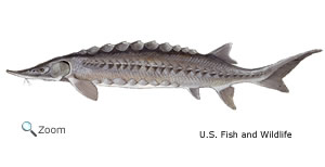 Acipenseriformes - paddlefishes, sturgeons | Wildlife Journal Junior