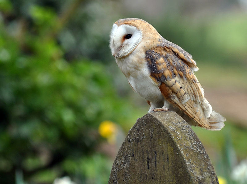 Barn Owl Tyto Alba Natureworks