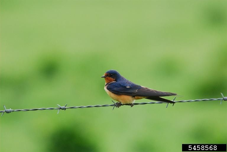 Barn Swallow Hirundo Rustica Natureworks 