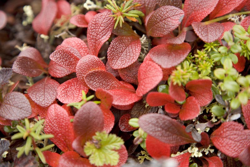 arctic tundra shrubs