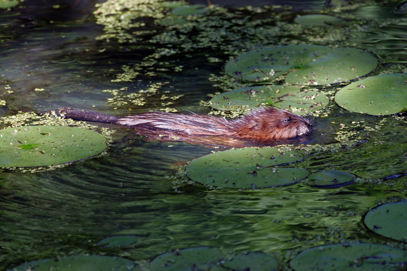 life stages of a beaver