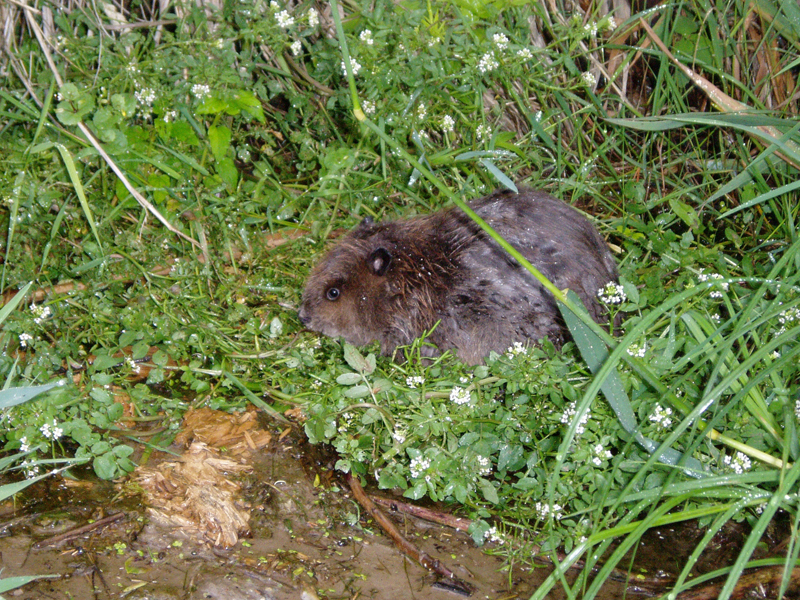 life stages of a beaver