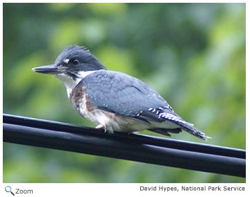 Belted Kingfisher Overview, All About Birds, Cornell Lab of Ornithology