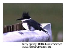 Belted Kingfisher  State of Tennessee, Wildlife Resources Agency