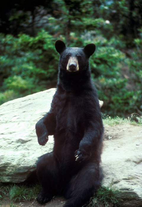 american black bear habitat