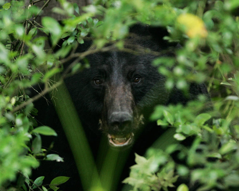 The Black Bear